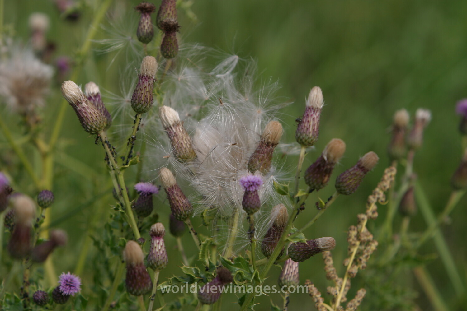 Floweres of the World