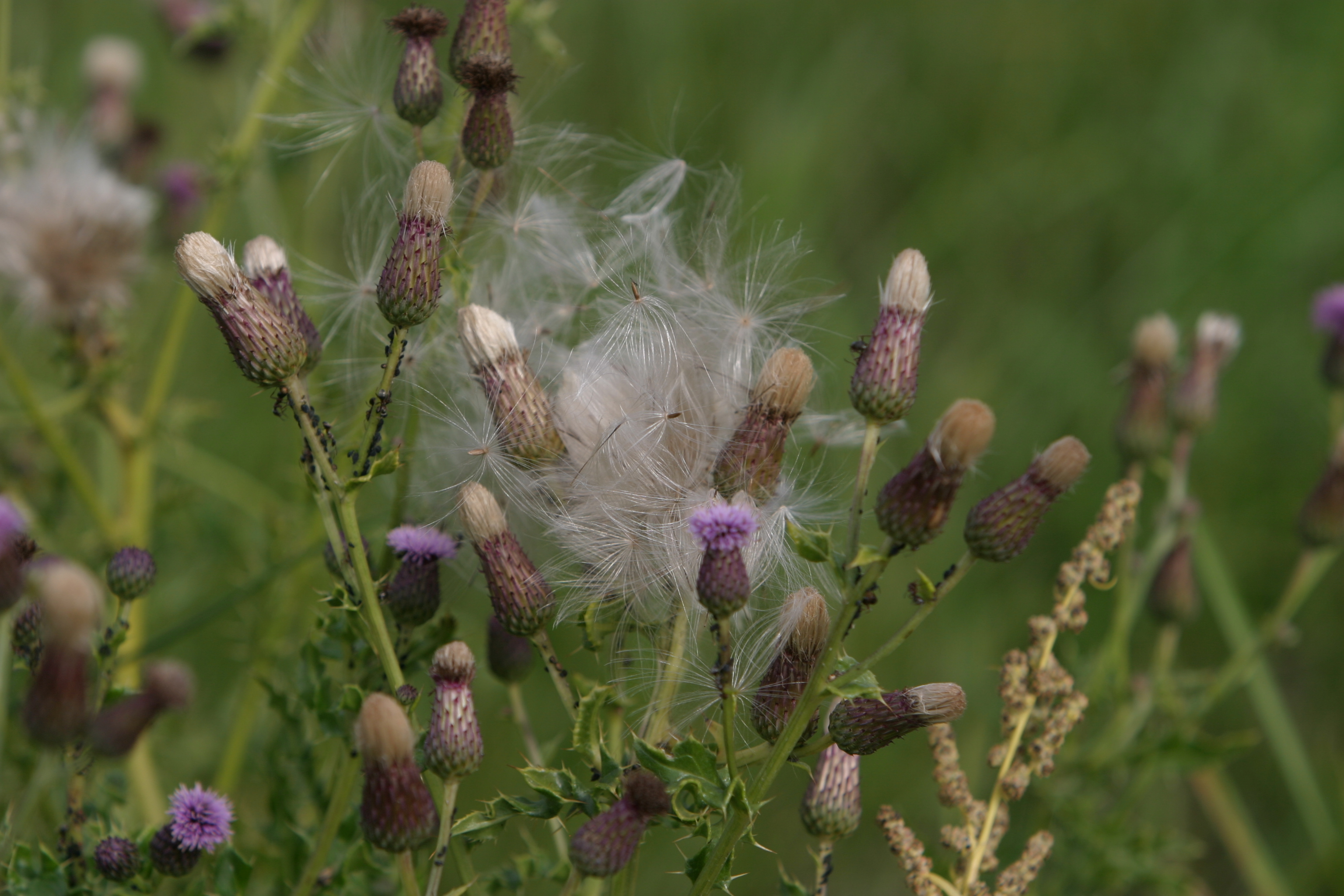 Floweres of the World