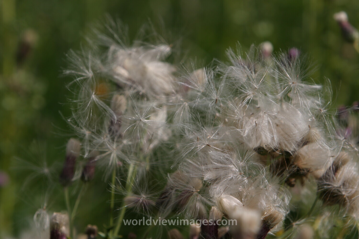 Floweres of the World