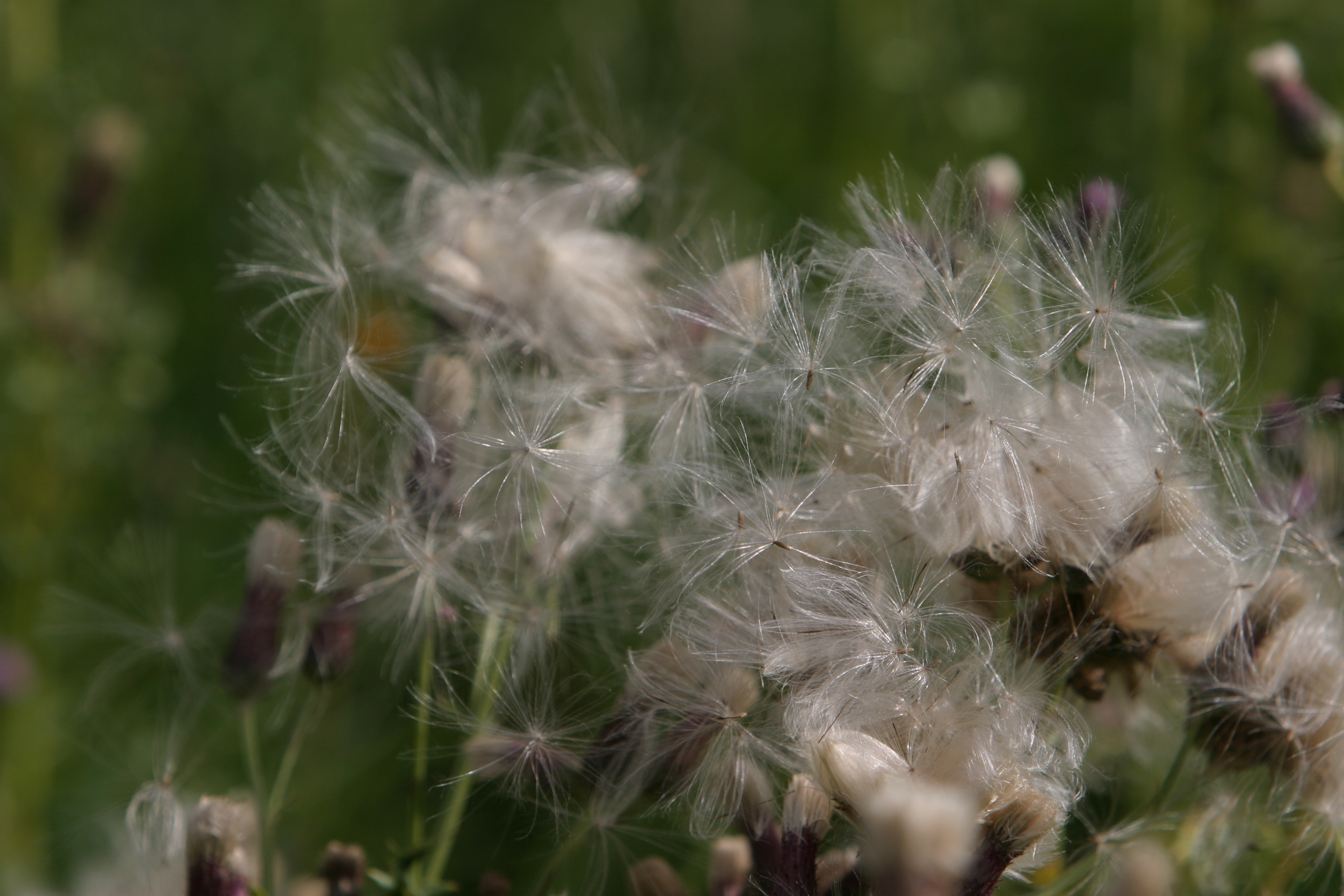 Floweres of the World