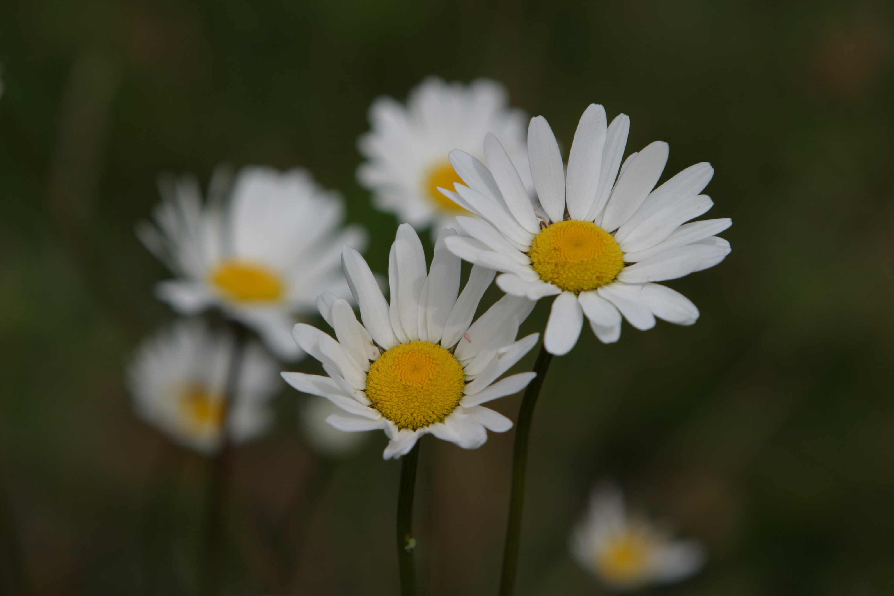 Floweres of the World