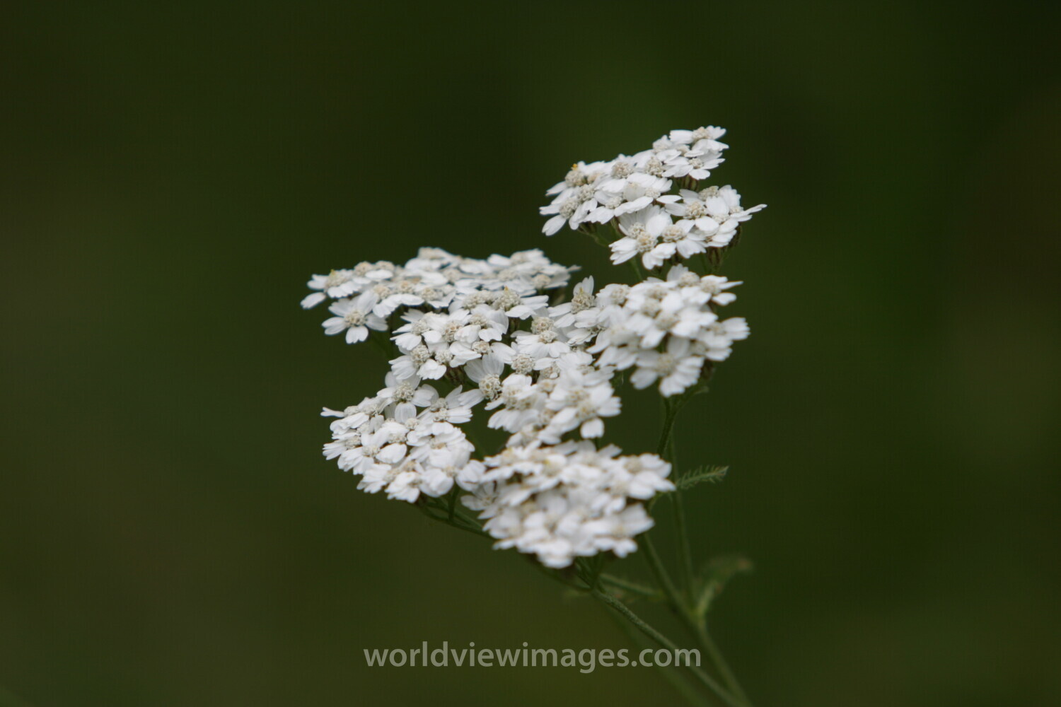 Floweres of the World