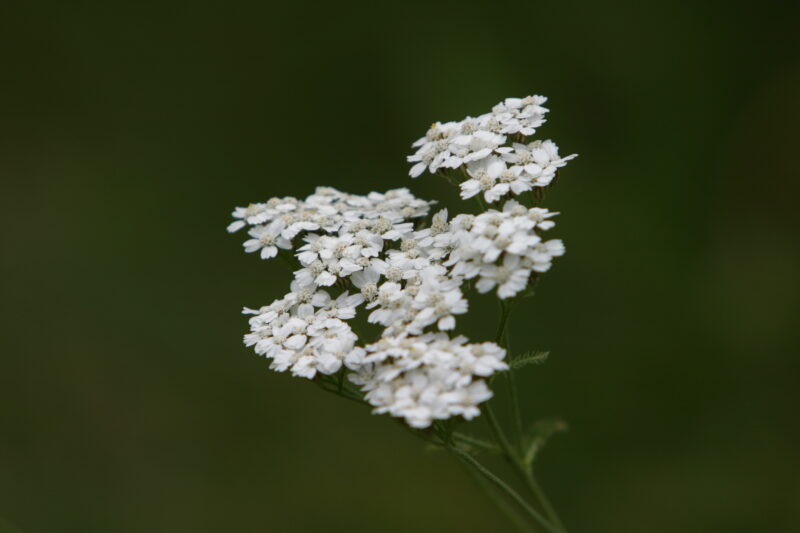 Floweres of the World — Flowers, nature, scenic, flora
