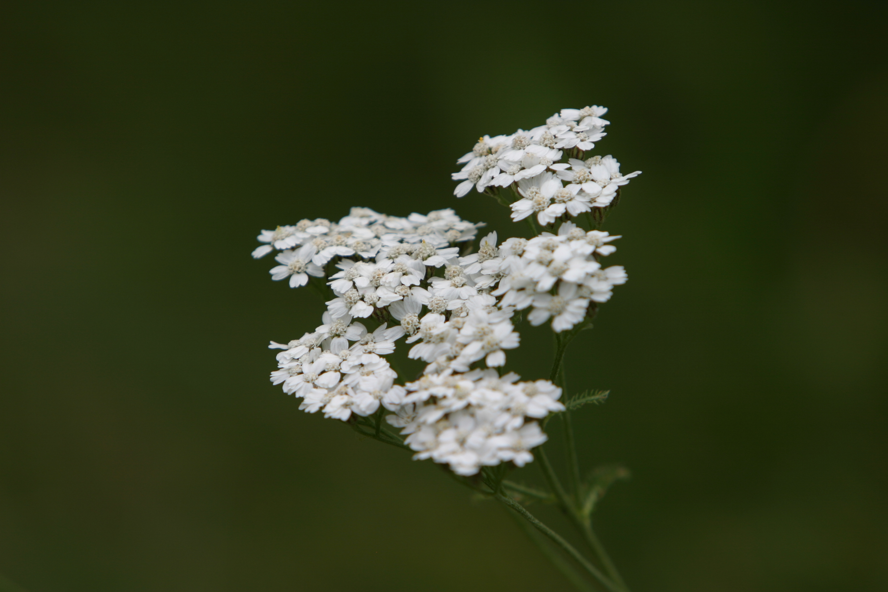 Floweres of the World