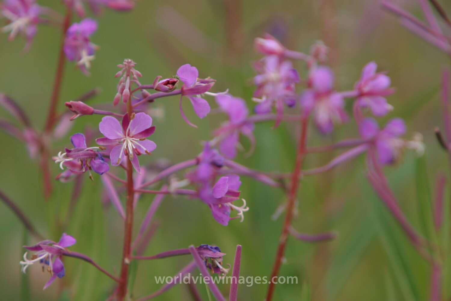 Floweres of the World