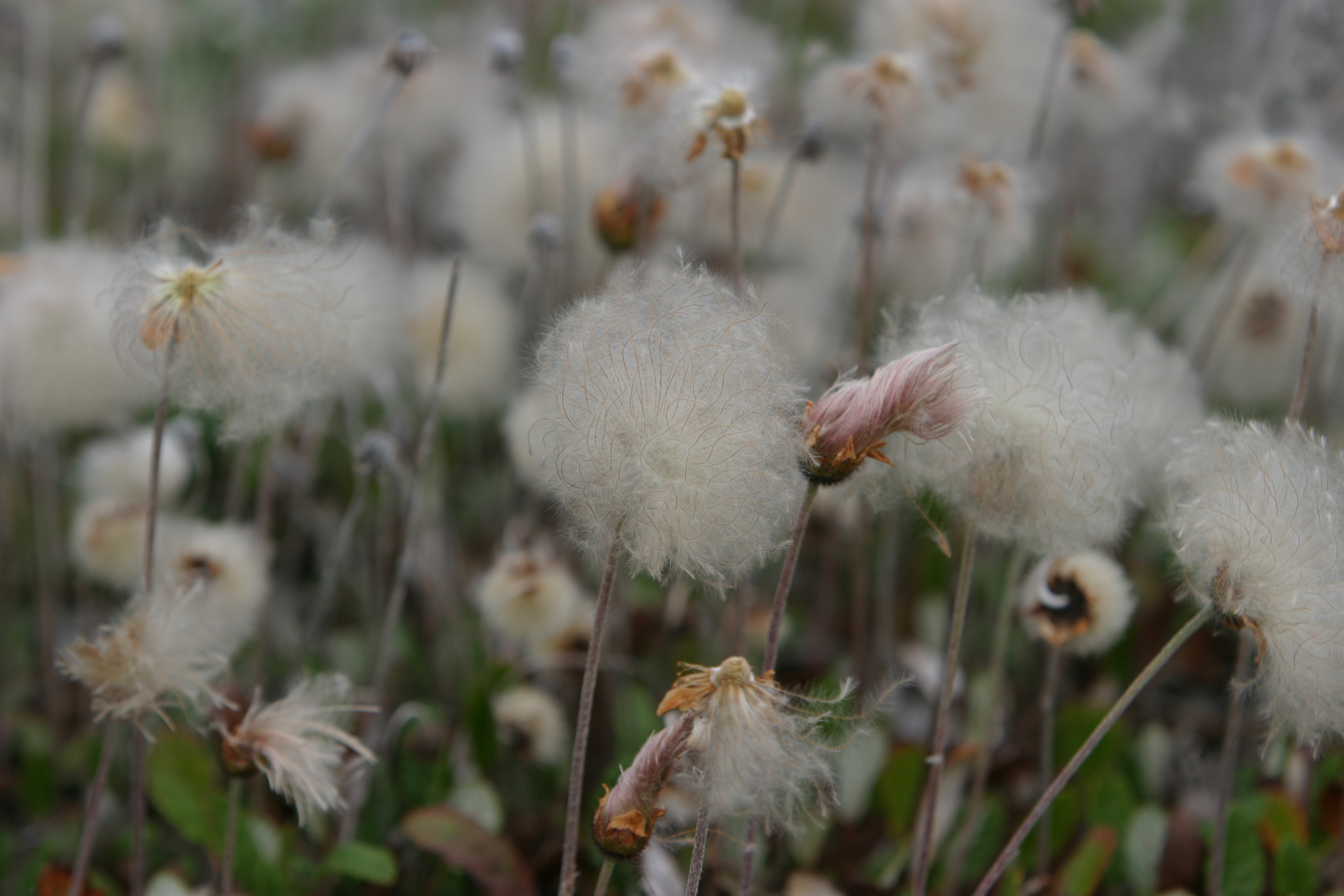 Floweres of the World