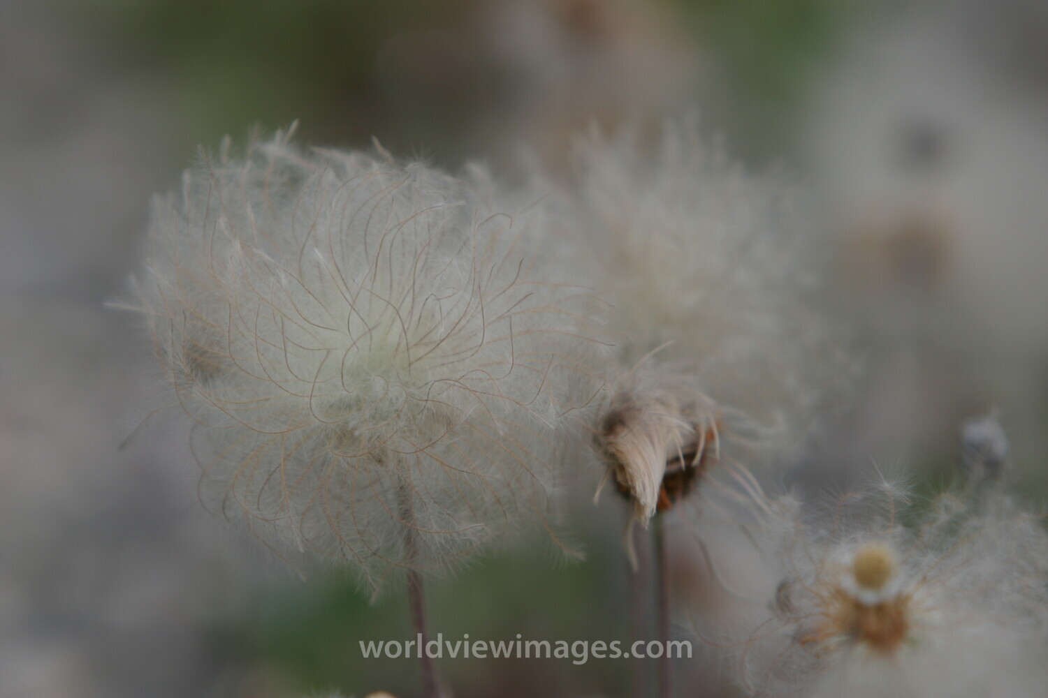 Floweres of the World