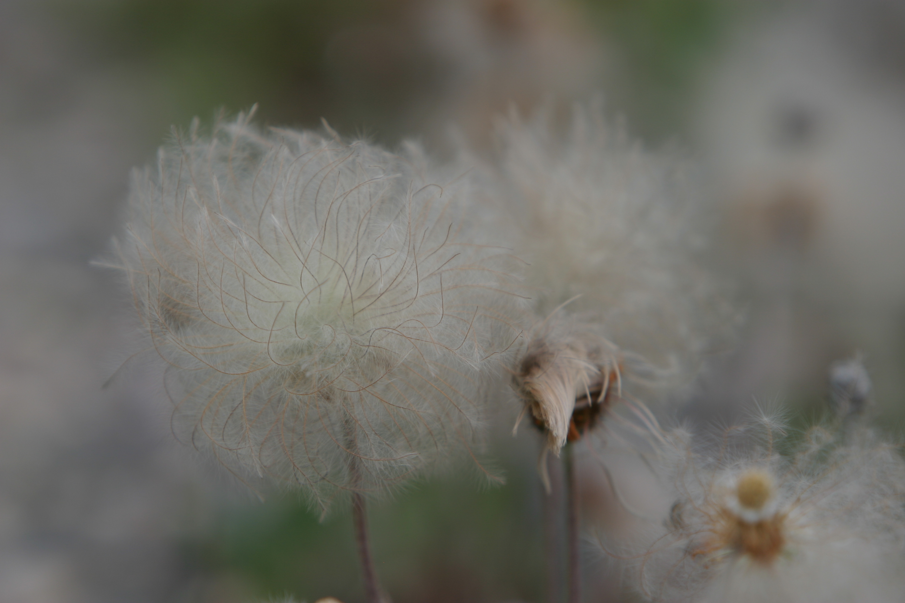 Floweres of the World