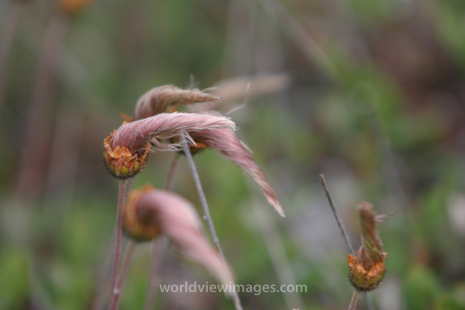 Floweres of the World