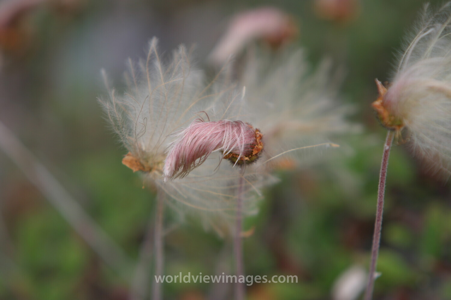 Floweres of the World