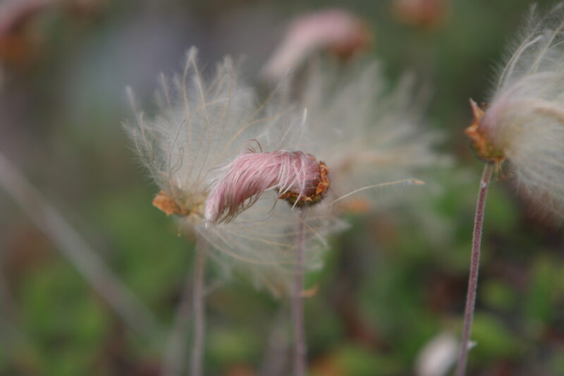 Floweres of the World — Flowers, nature, scenic, flora
