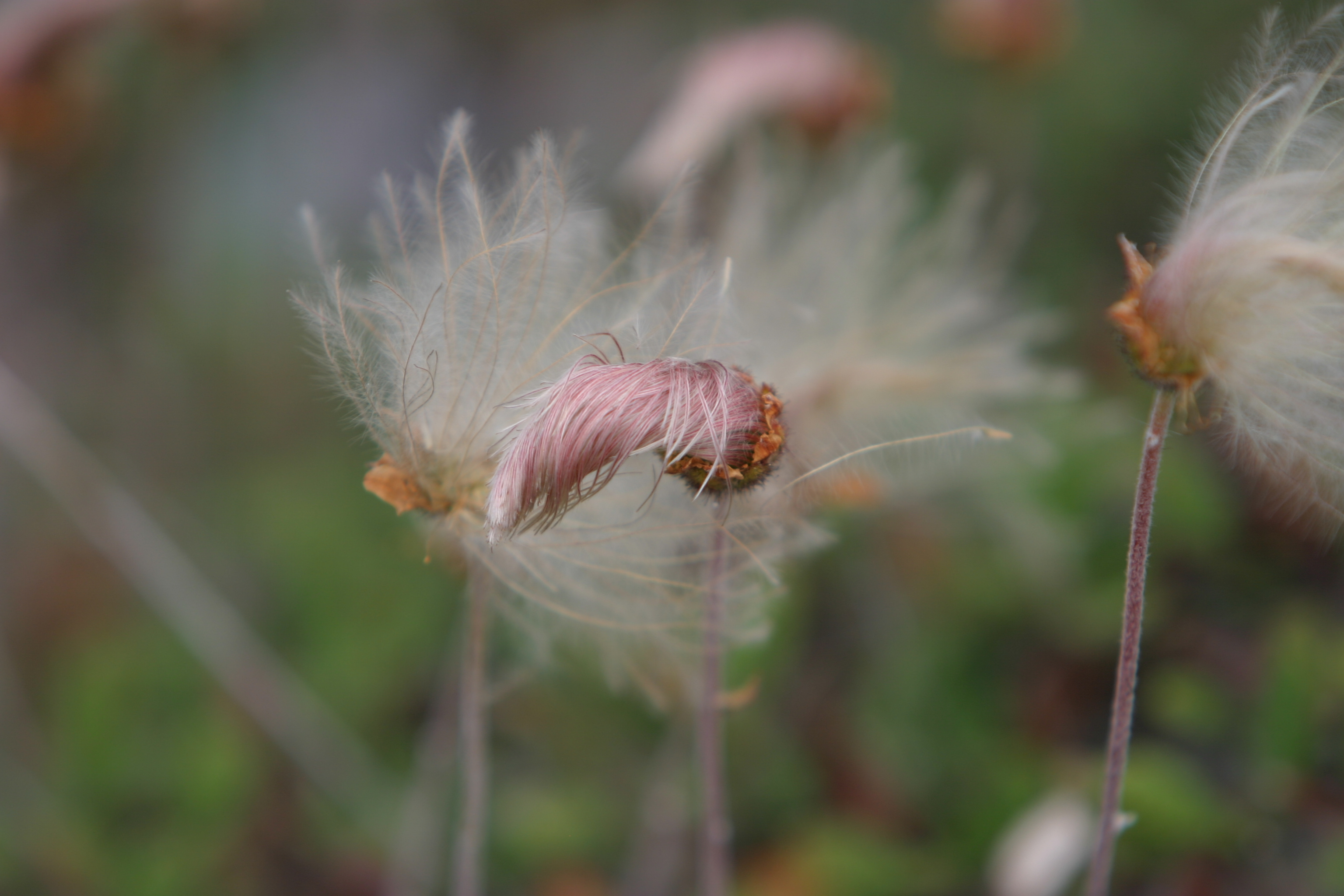Floweres of the World