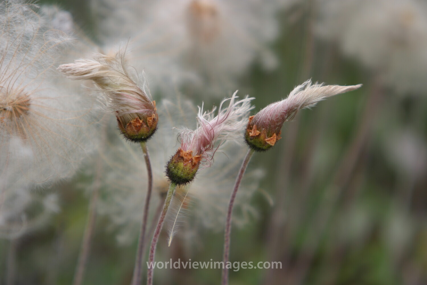 Floweres of the World
