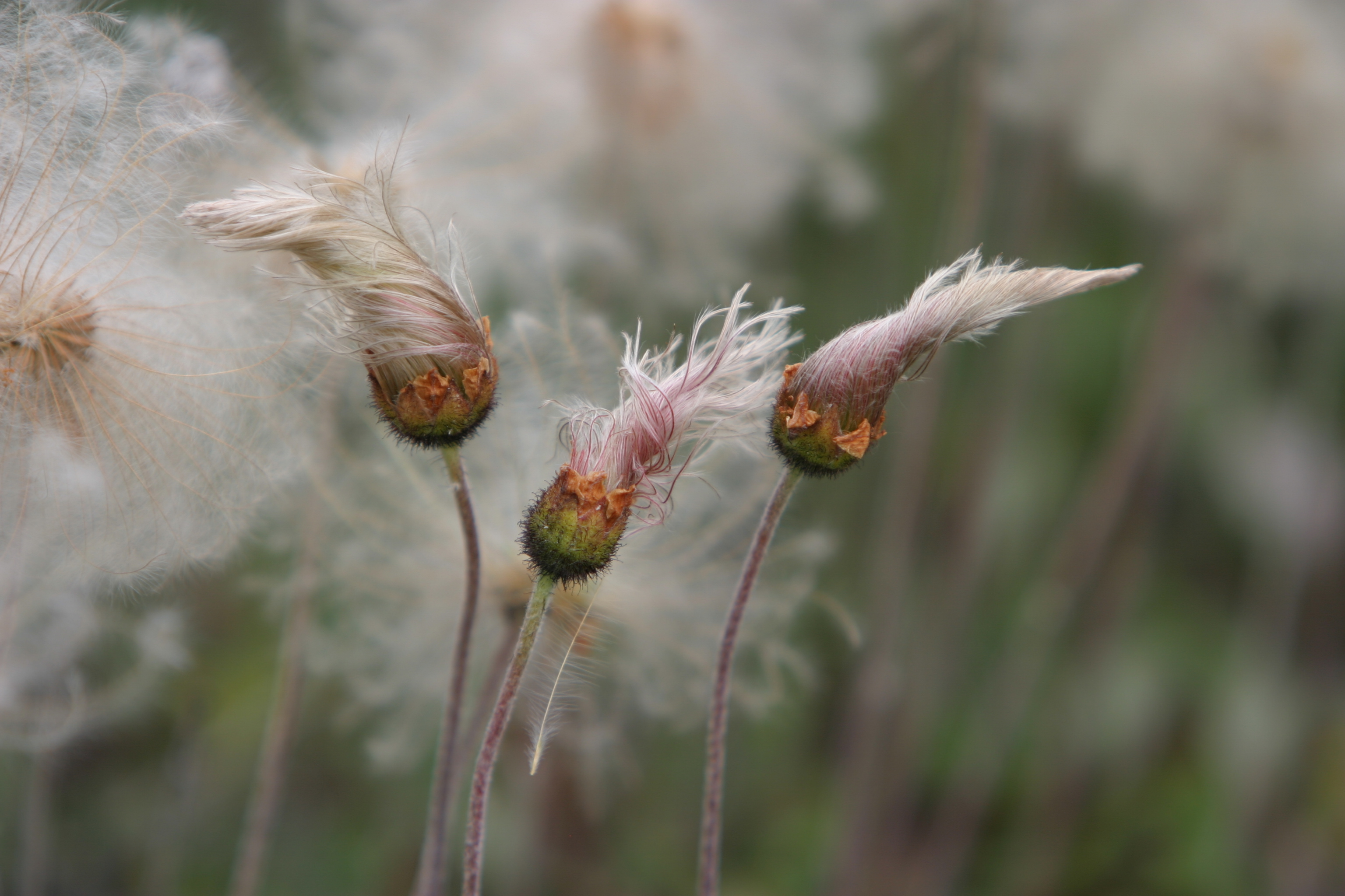 Floweres of the World