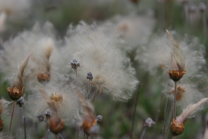 Floweres of the World — Flowers, nature, scenic, flora
