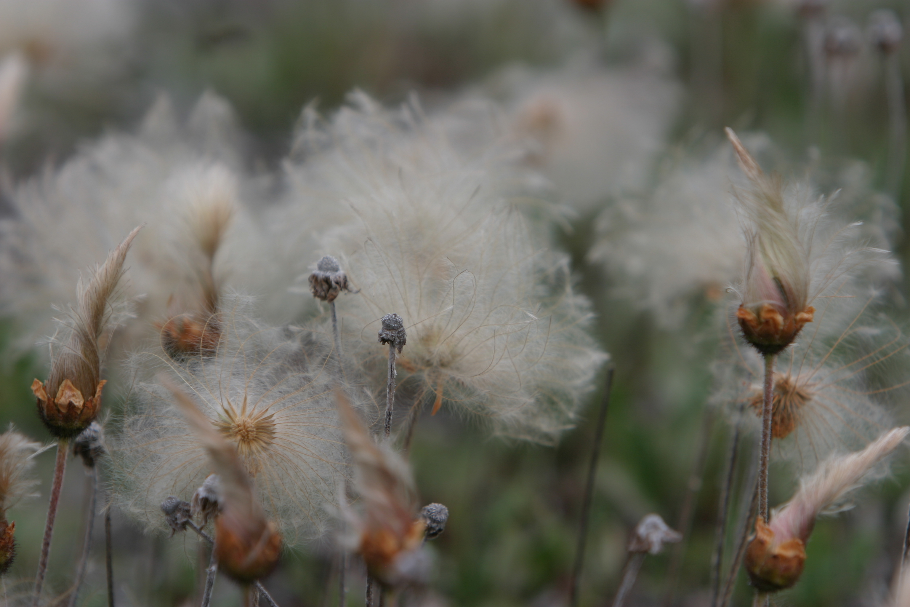 Floweres of the World