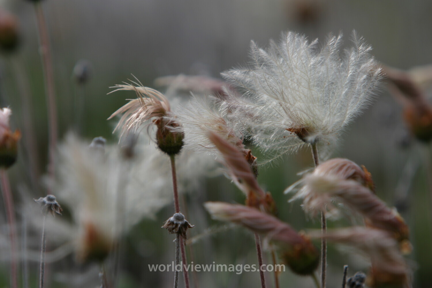 Floweres of the World