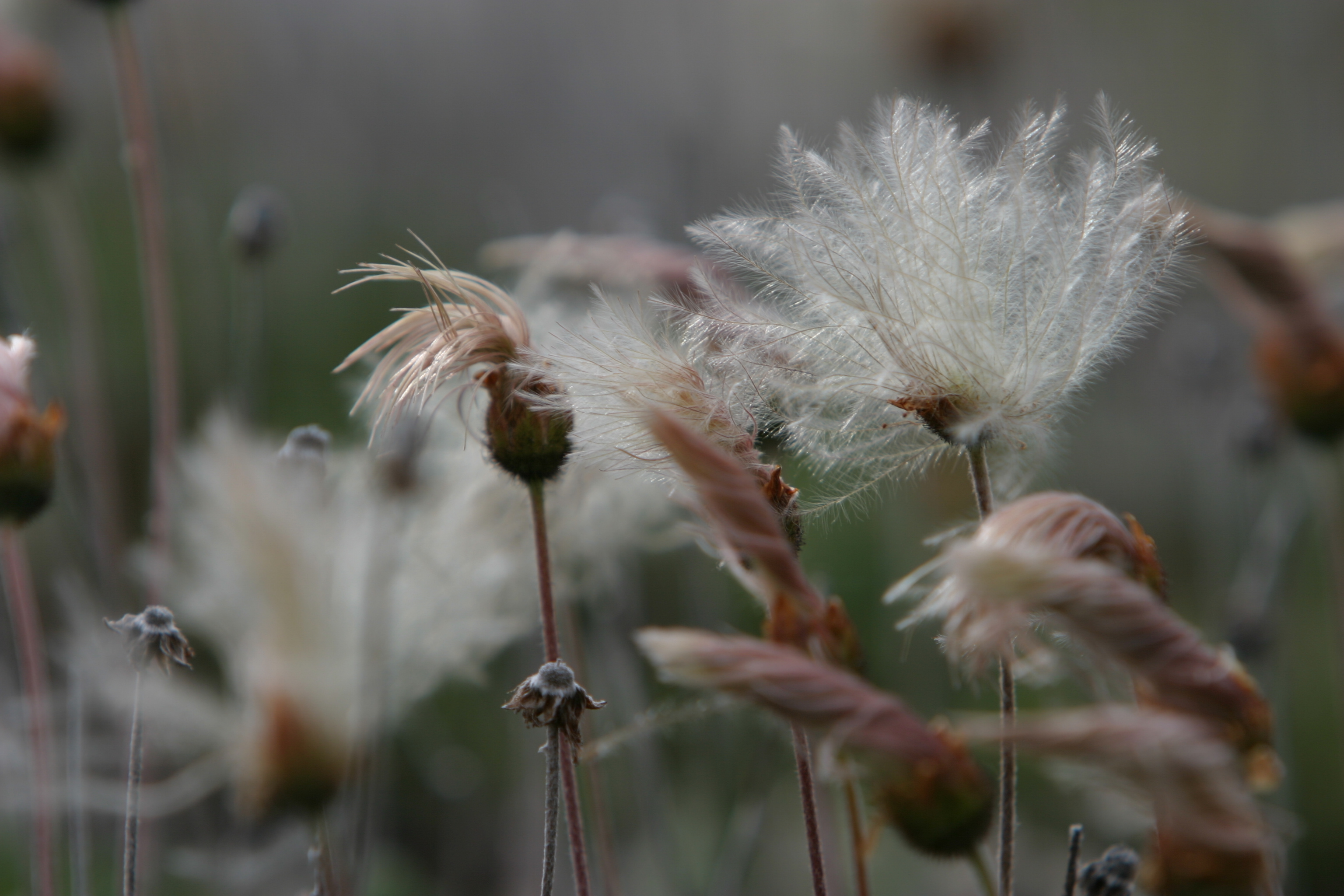 Floweres of the World