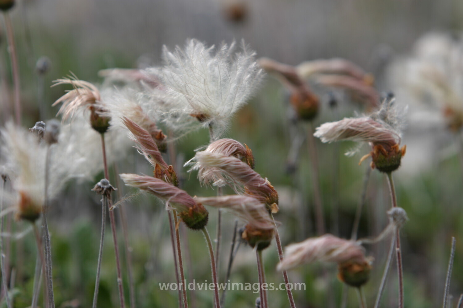 Floweres of the World