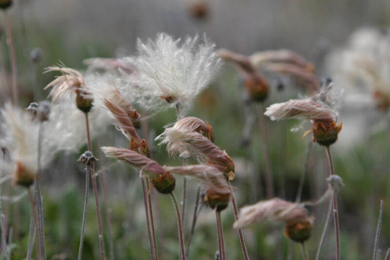 Floweres of the World — Flowers, nature, scenic, flora
