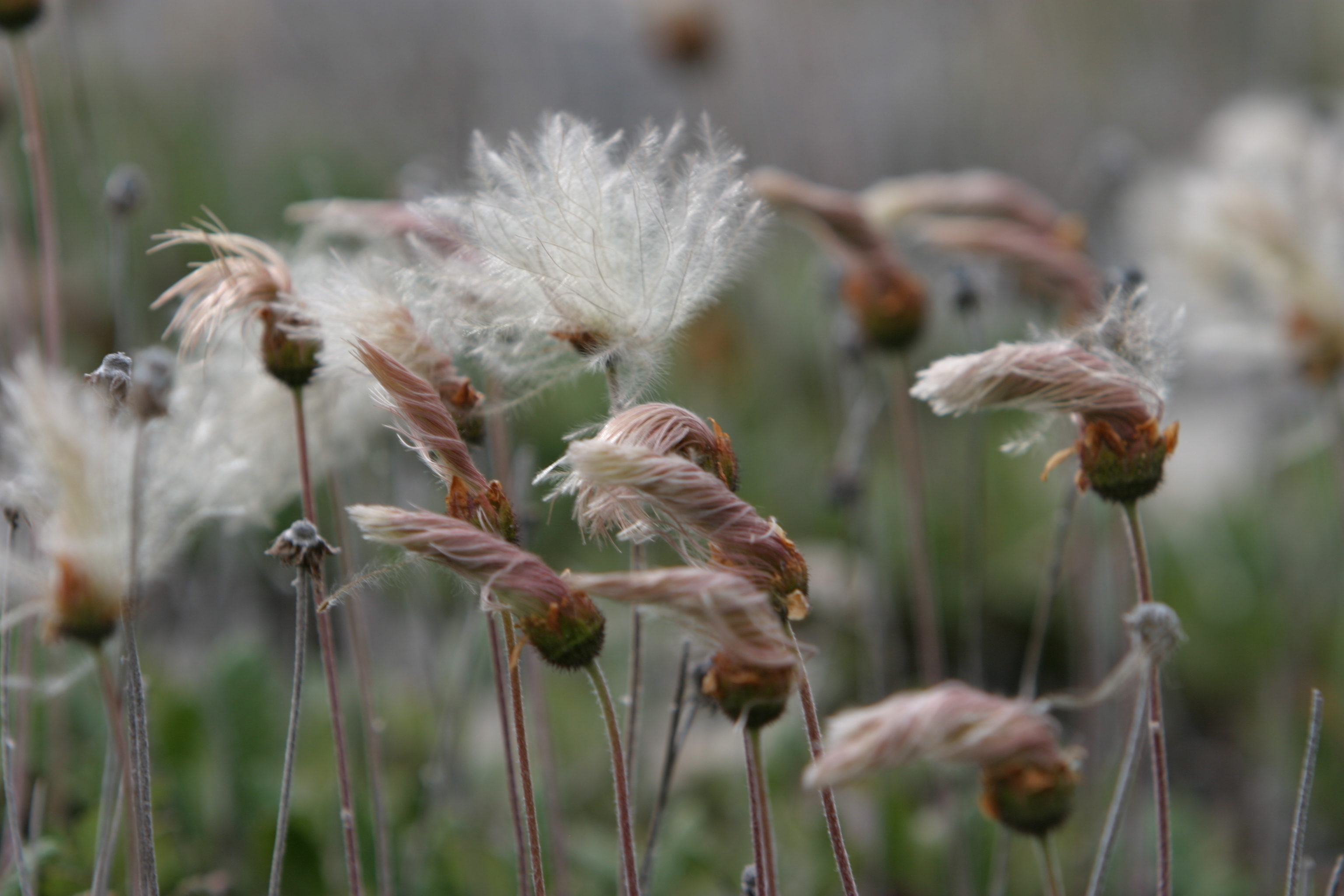 Floweres of the World