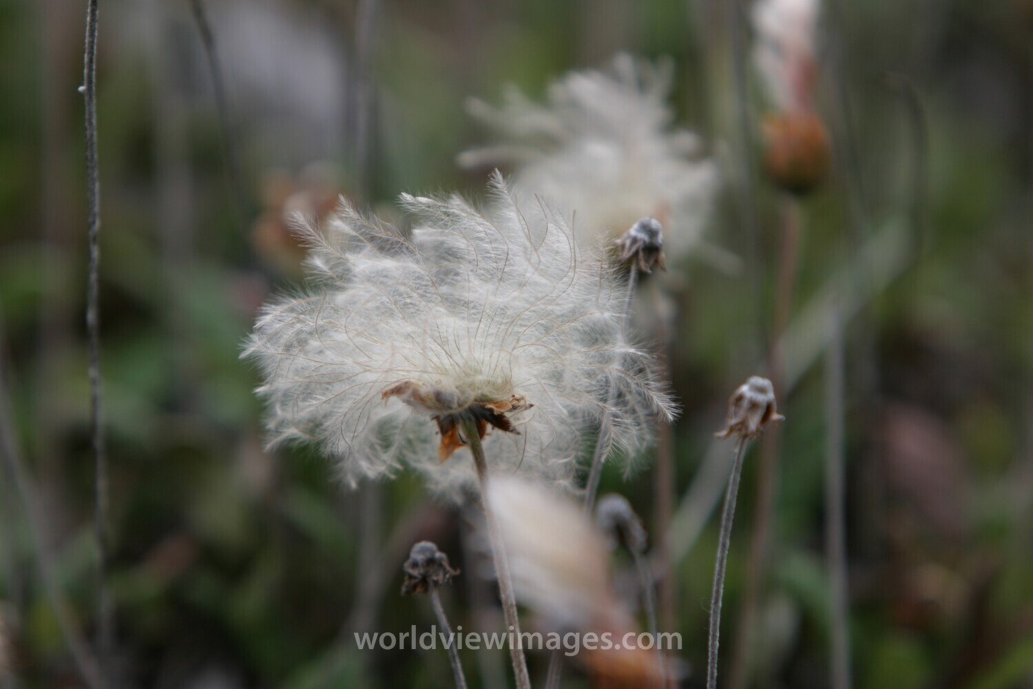 Floweres of the World