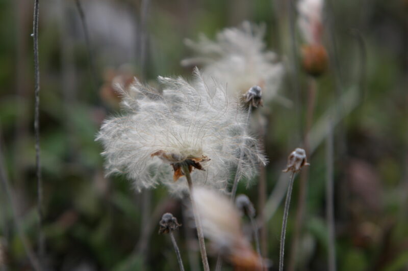 Floweres of the World — Flowers, nature, scenic, flora