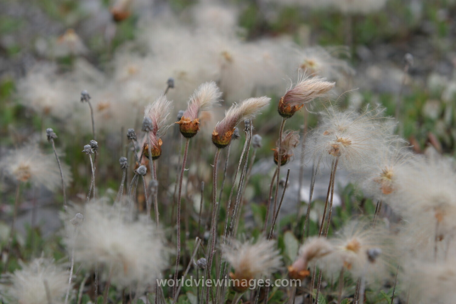 Floweres of the World