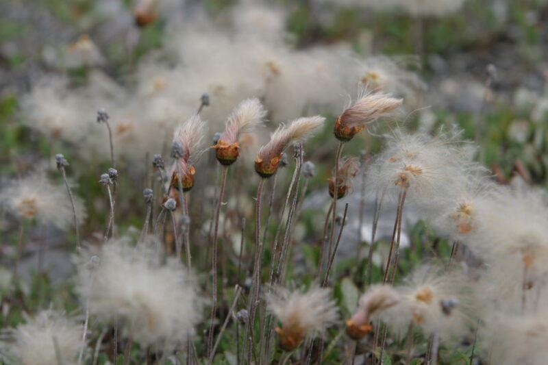 Floweres of the World — Flowers, nature, scenic, flora