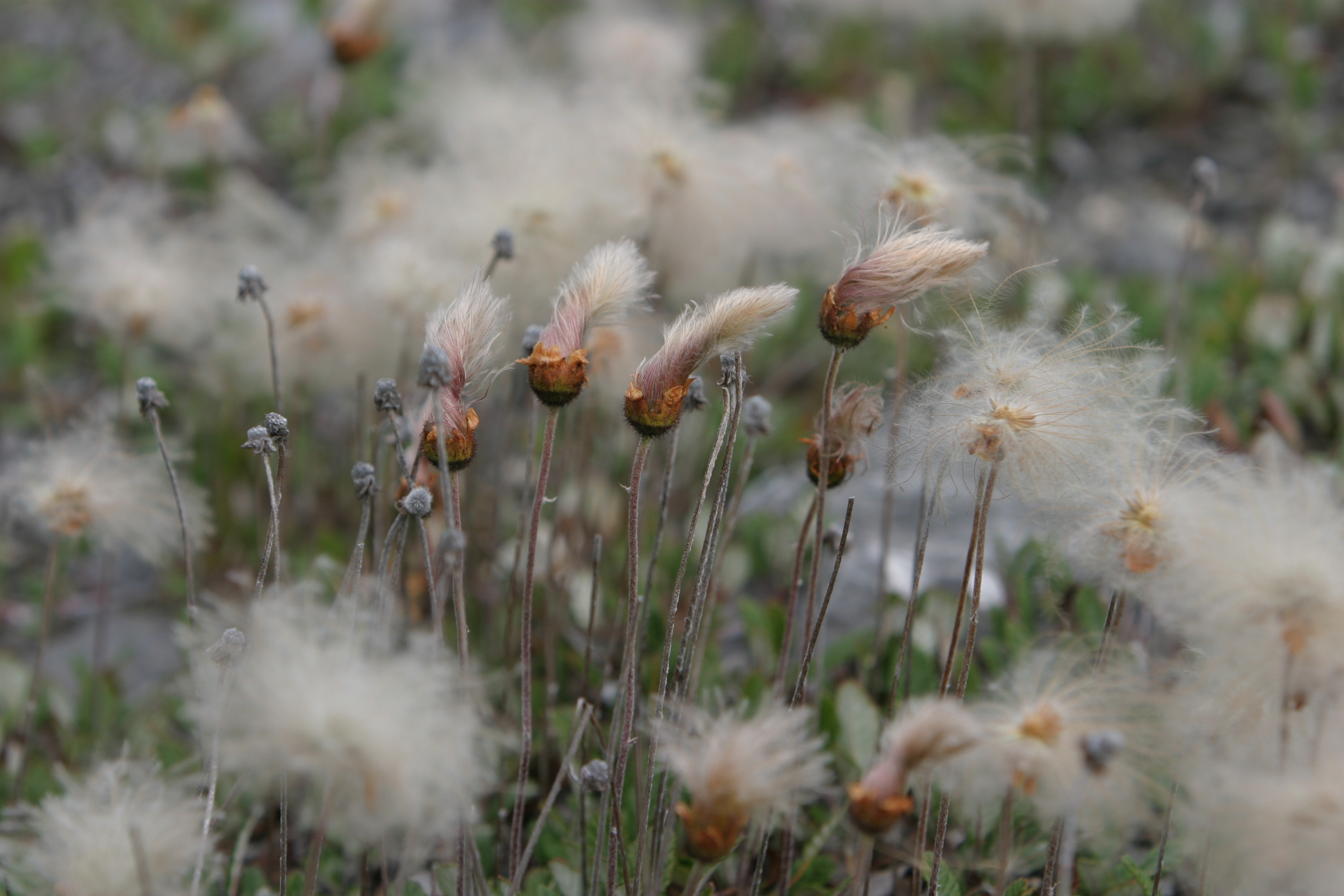 Floweres of the World