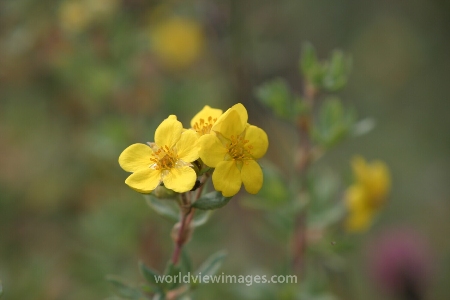 Floweres of the World