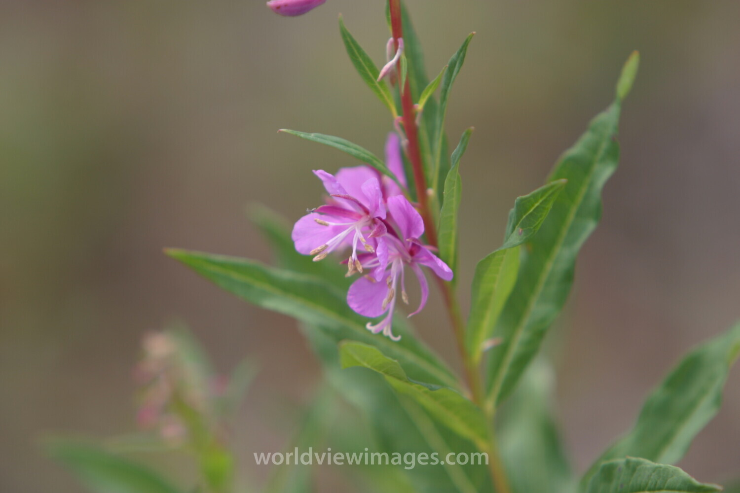 Floweres of the World
