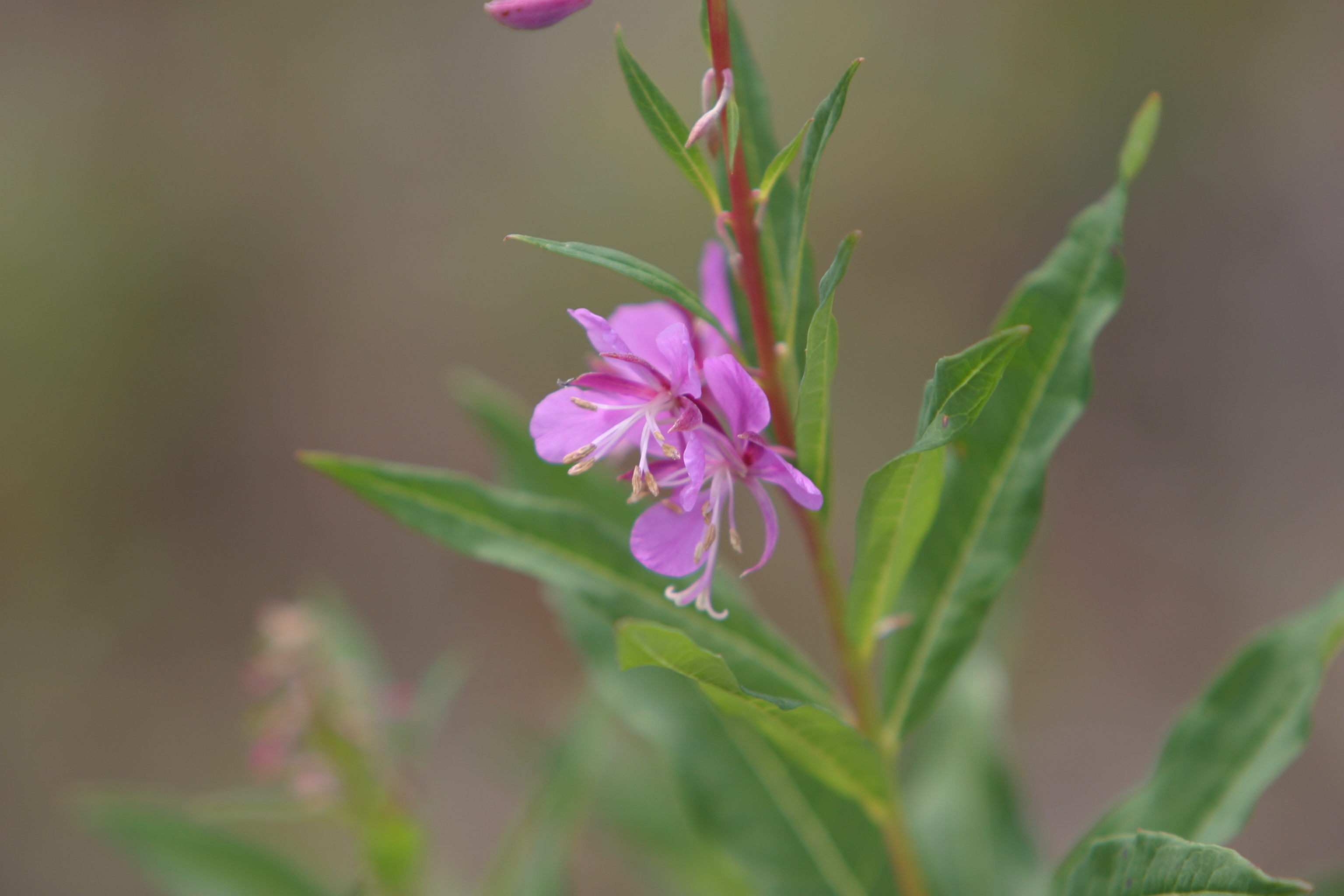 Floweres of the World