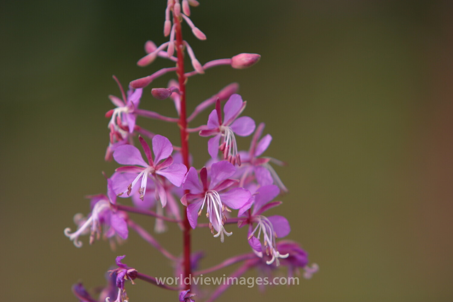 Floweres of the World