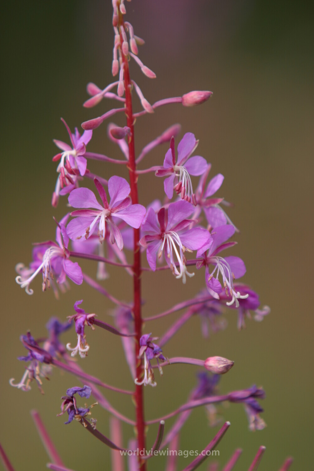 Floweres of the World