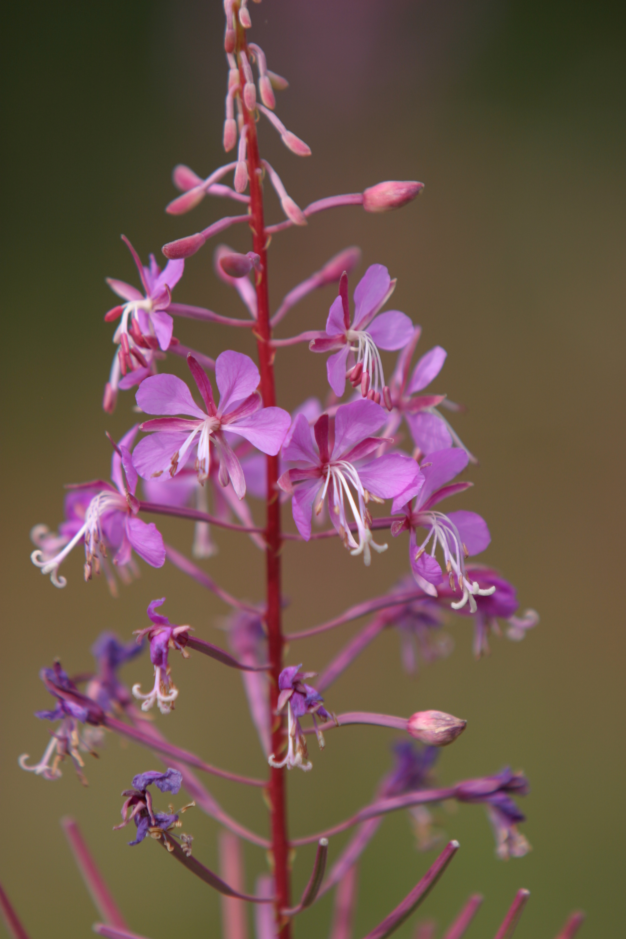 Floweres of the World