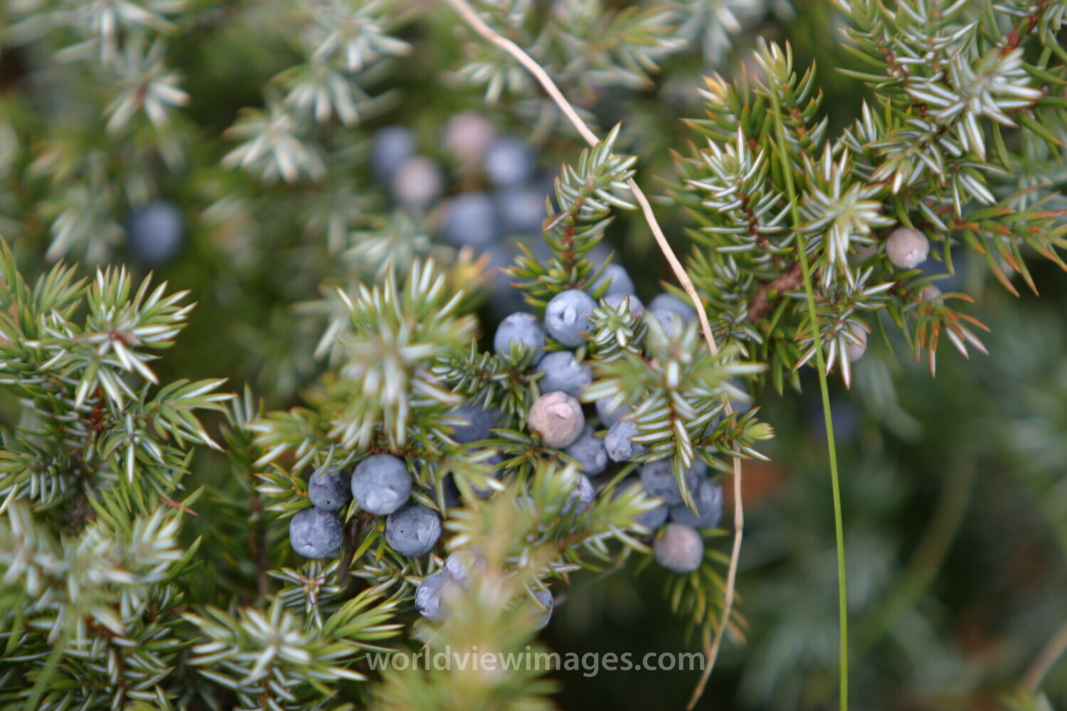 Floweres of the World