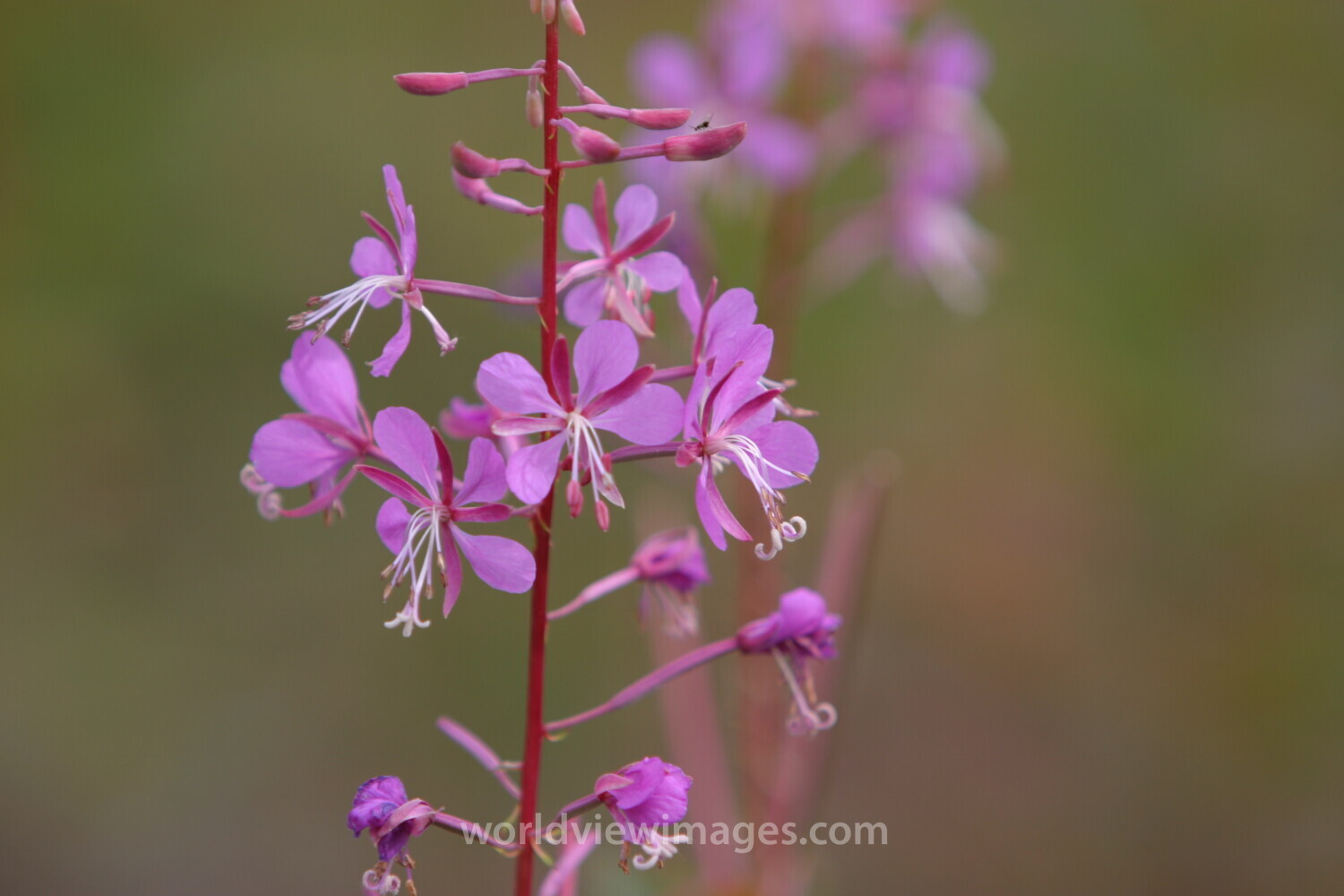 Floweres of the World