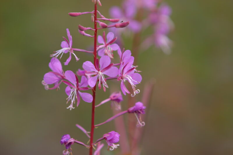 Floweres of the World — Flowers, nature, scenic, flora