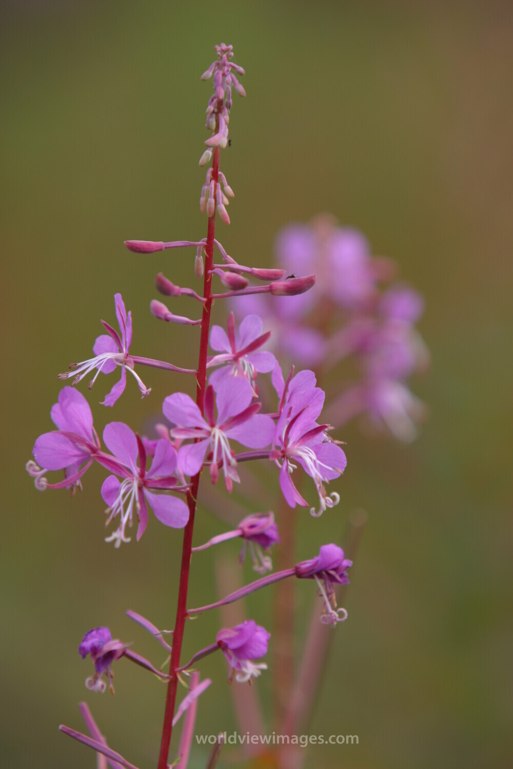 Floweres of the World