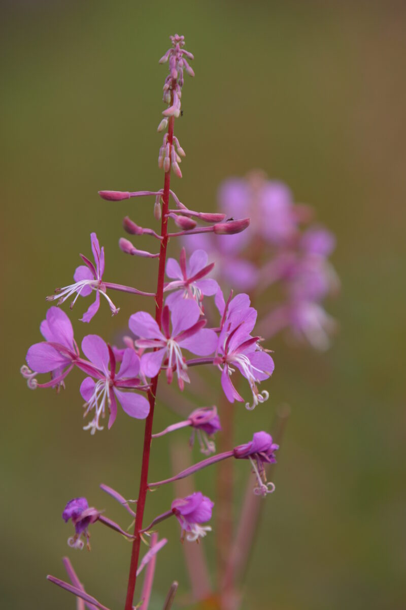 Floweres of the World — Flowers, nature, scenic, flora