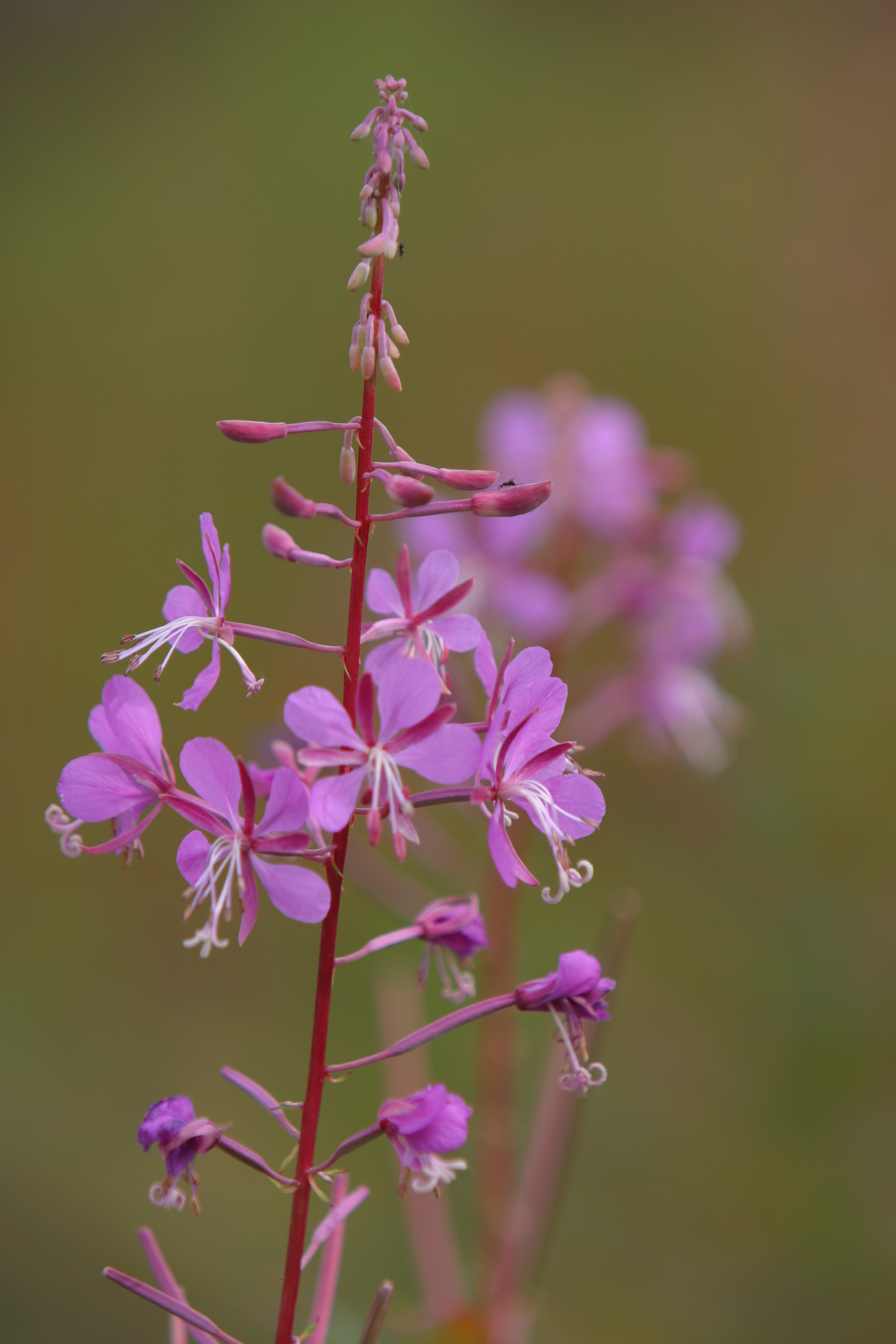 Floweres of the World