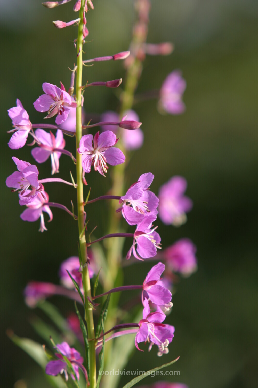 Floweres of the World