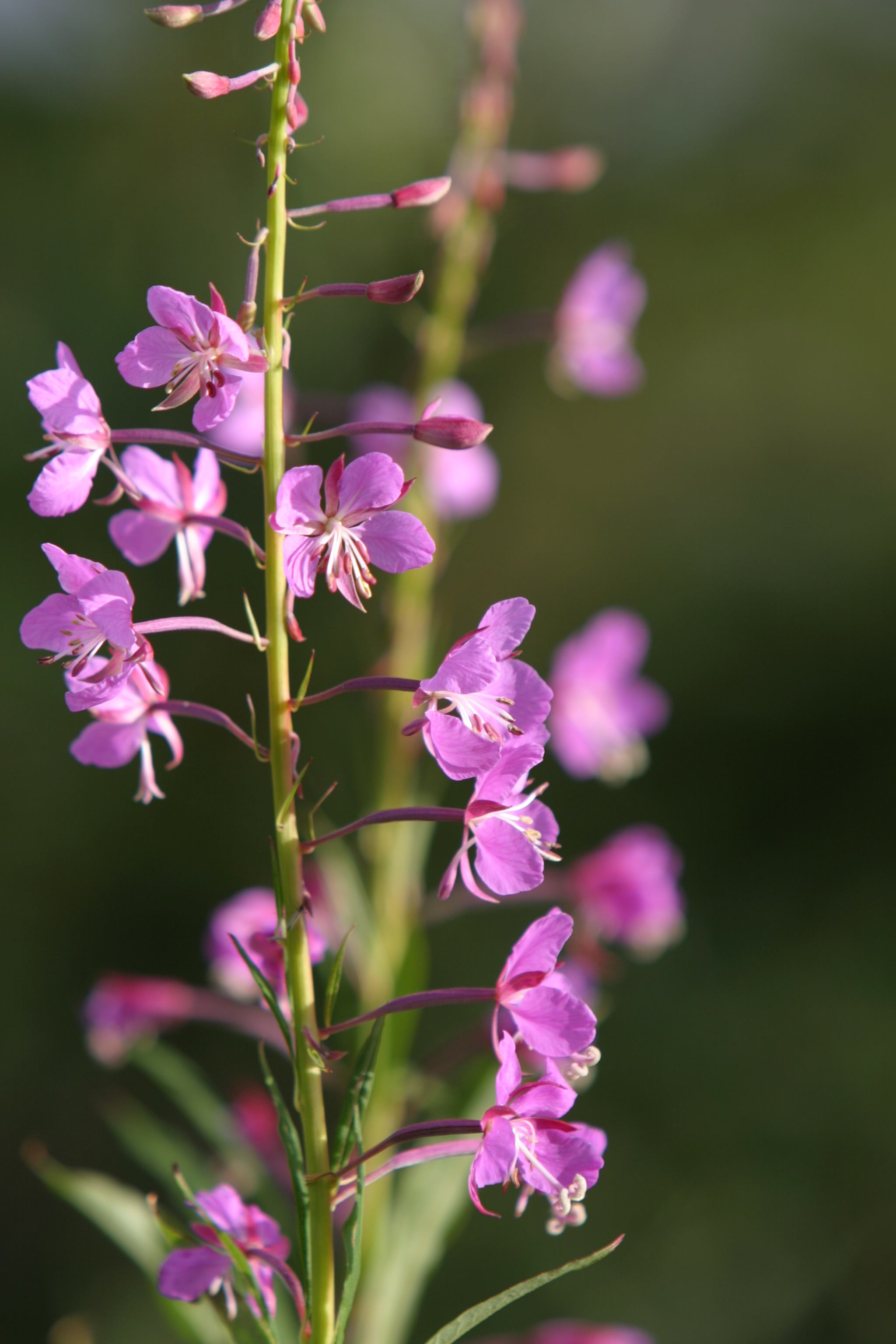 Floweres of the World