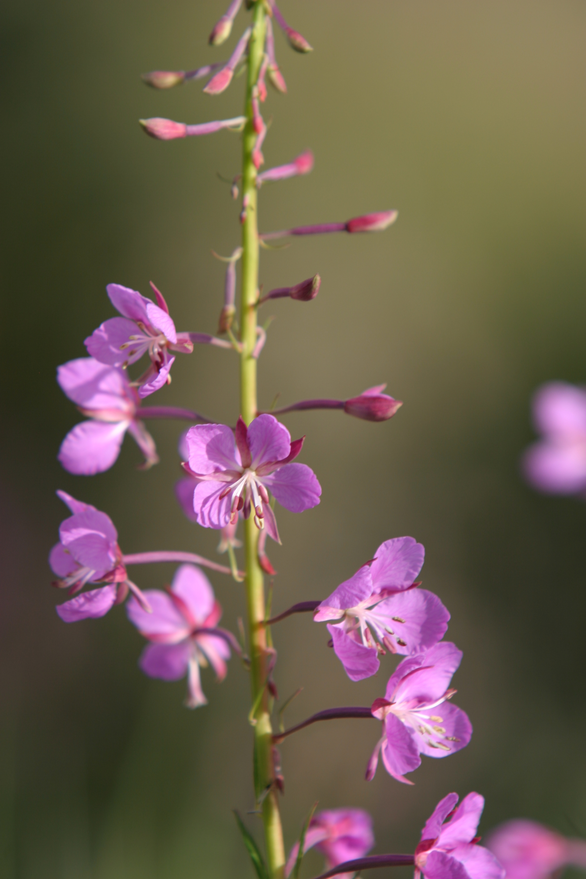 Floweres of the World