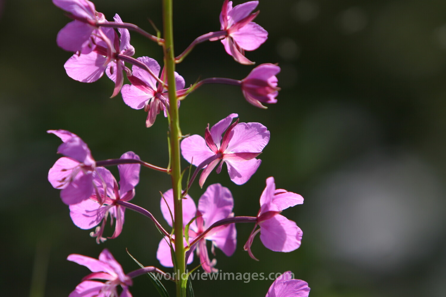 Floweres of the World