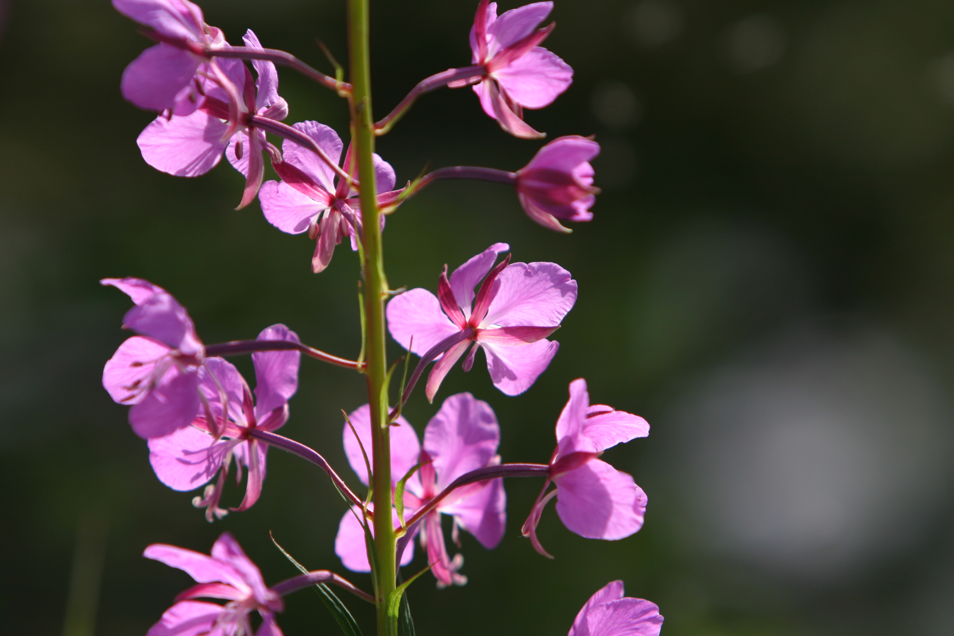 Floweres of the World