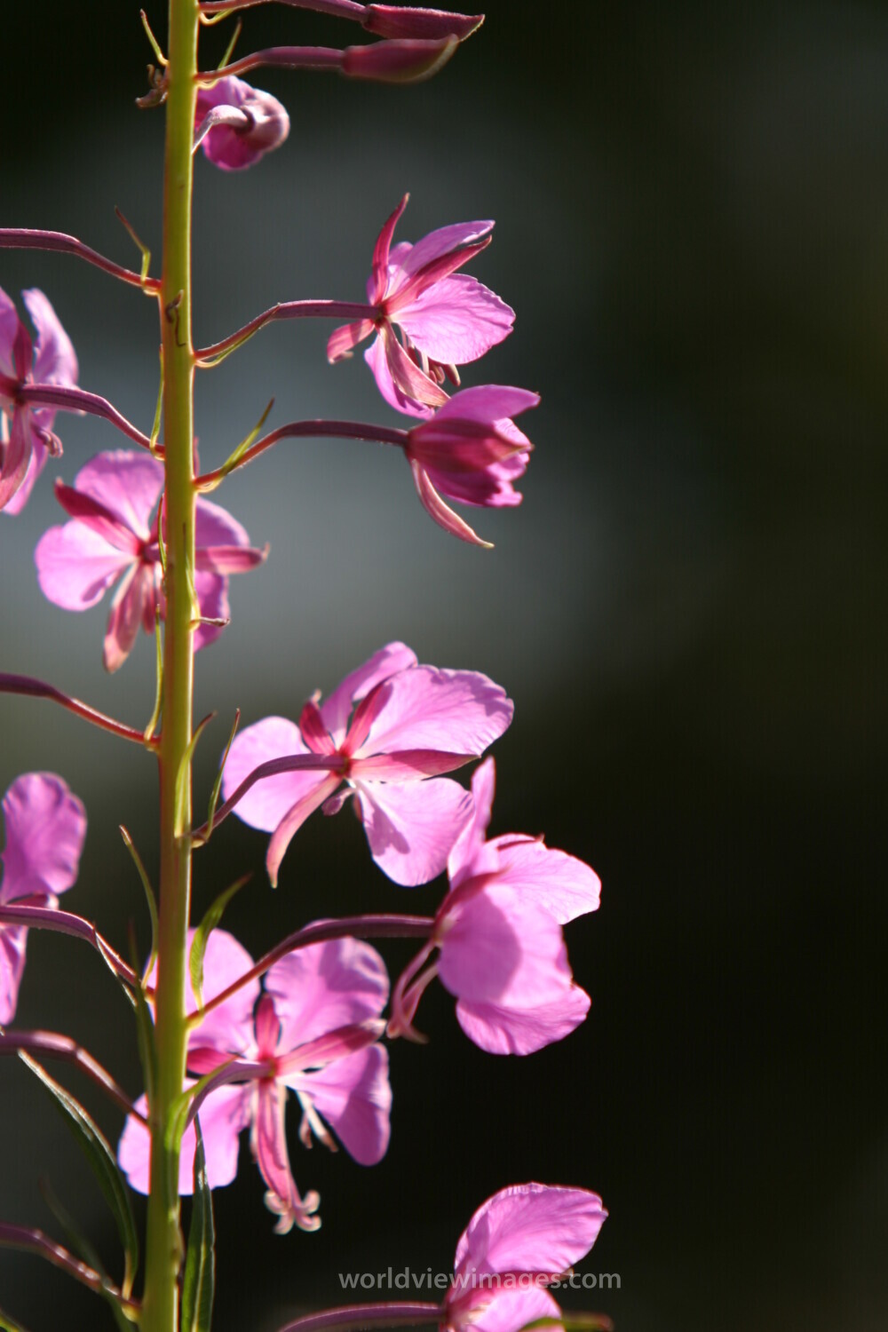 Floweres of the World