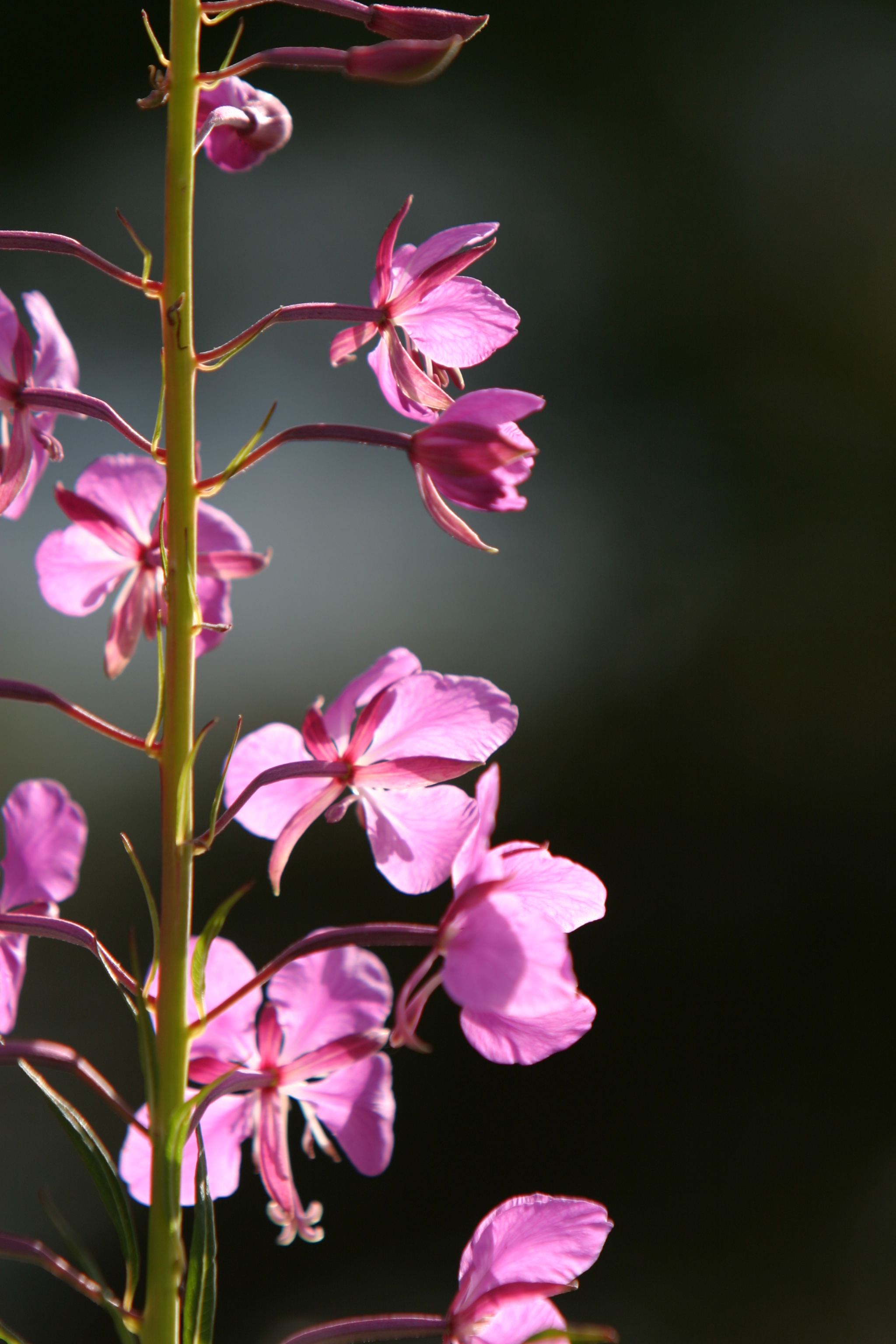 Floweres of the World