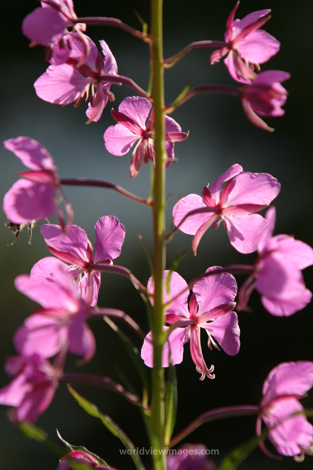 Floweres of the World